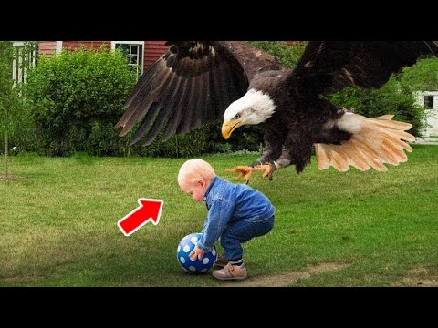 This Eagle Suddenly Took Away Old Man's Grandson, The Reason Left Everyone In Shock