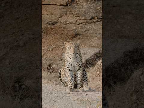 Locked Gaze: Intimate Encounter with a Indian Leopard #wildlifephotography #leopard #indiawildlife