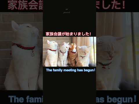 ニャンコたちの家族会議が始まりましたThe cat’s family meeting has begun#可愛い甘えん坊茶トラメス猫家族楽しい生活瞬間動画#cute funny cat family