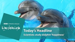 Key words and phrases: dolphinariums, in captivity, human-animal bonds, in the wild