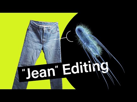 How researchers hack bacteria to dye blue jeans