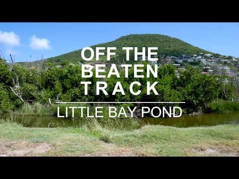 OFF THE BEATEN TRACK - Little Bay Pond