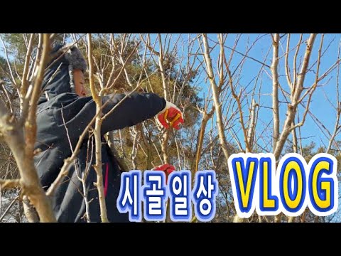 VLOG 시골일상 : 가지치기