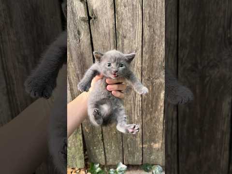 Trigger warning extremely heartwarming kitten story