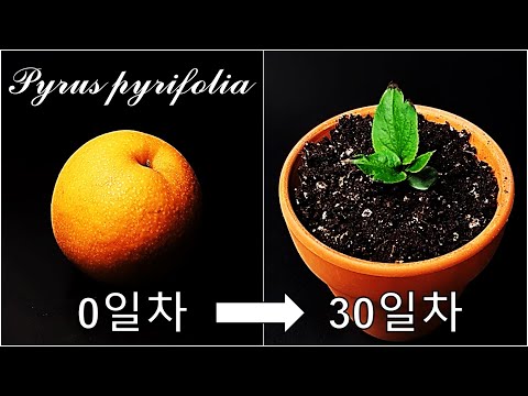 배를 키우는 간단한 방법｜씨앗을 발아시켜 배나무 키우기｜나만의 배나무 키우기｜신고 배 씨앗 발아｜How to grow #71 Asian pear