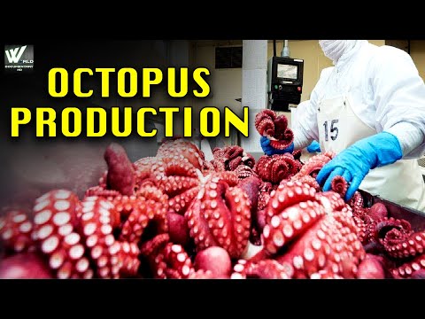 ऑक्टोपस उत्पादन - Interesting process Octopus Production Seafood Production - Documentary हिन्दी HD