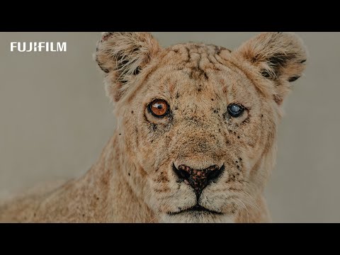 GFX100 II Wildlife Conservation Storytelling with Donal Boyd in Tanzania/ FUJIFILM