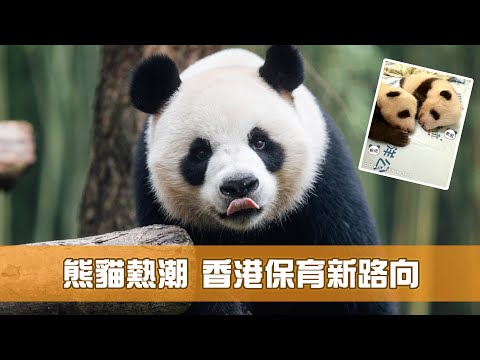 《香港機遇新里程》第8集：熊貓熱潮 香港保育新路向