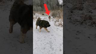 Wolves Respect This Dog! (Caucasian Shepherd Dog)