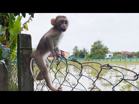 Cute Baby Boy Play in front of the house Look is very happy