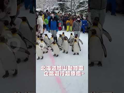 北海道旭山動物園　企鵝遊行超療癒~｜壹蘋新聞網