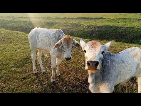 cute animals cute little baby cows || little cute baby cows