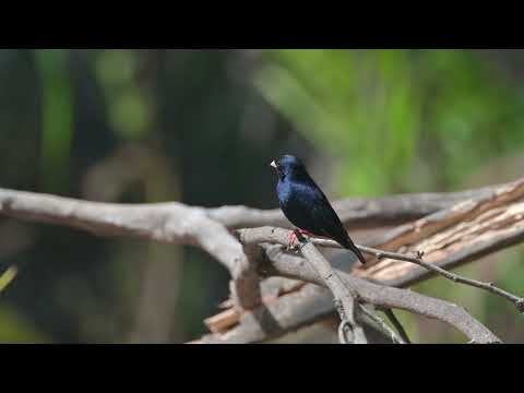 Village Indigobird (Vidua chalybeata) - E Killy (Gambia) 26-11-2024