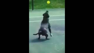 Funniest Cat's & Dog's Moments  #funnymoments #funwithnature  #funnyshorts #funnycats #funnydogs