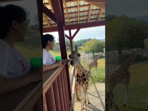 Fed the world’s tallest animal 🦒 #giraffefeeding #giraffelove