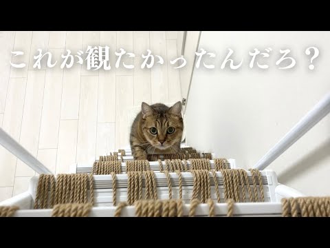 寝る前に「迫りくる猫の顔面」を観てニヤニヤしたい人用の動画