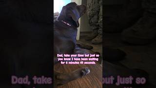 #waiting for 6 mins 49 secs #puppyshorts #puppyfunny #puppycute #puppyvideos #dogshorts #dogviral