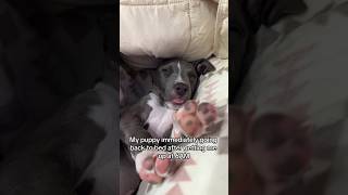 Every morning 😅 #puppy #puppylife #funnyshorts #short #puppyvideos #cuteanimals