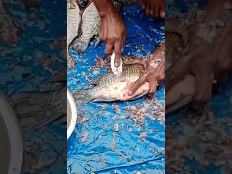 Telapia !! Fish Cutting Style !! Best fish cutting style