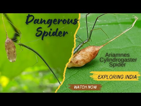 Ariamnes Cylindrogaster Spider 🕸🕷😟😲😨||Dangerous Spider |#dangerous #spider #eggs #spidereggs #status