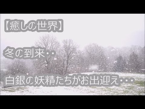 【癒しの世界】白い妖精たち・・雪舞いし静けさ