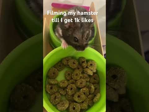 Filming my hamster until I’m famous #hamster