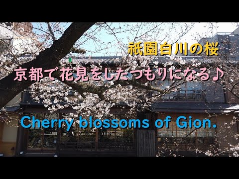 京都の桜2020、祇園でお花見をしたつもり！！【Cherry blossoms of Gion of Kyoto.】