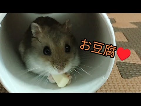 【ロング】可愛いハムスター（ピク）#ハムスター #可愛い#癒し#おやつ#hamsters