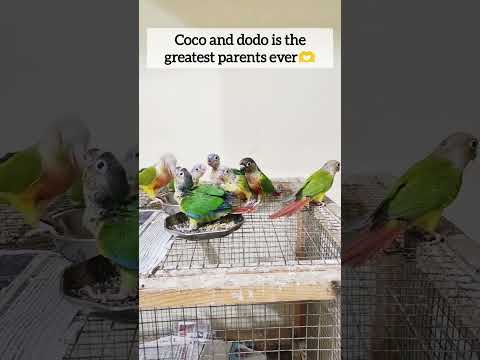 bird chicks feeding #shorts #birdfeeding#breeding #parrotchicks#conurechicks #motherbird #motherhood