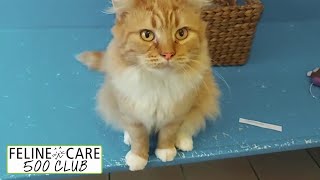 Feline Care 500 Club October 2021