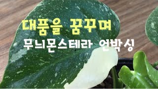 무늬몬스테라 델리시오사 바리에가타