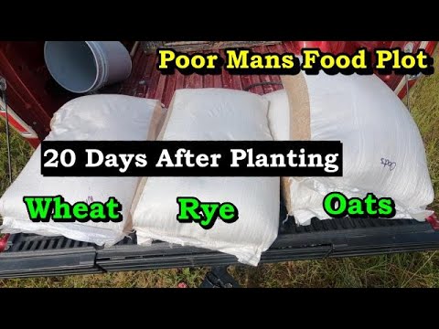 Poor Mans food plot 20 Days after planting