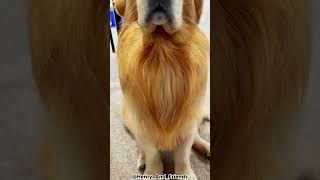 Top 5 Reasons Why You Shouldn't Get A Golden Retriever!