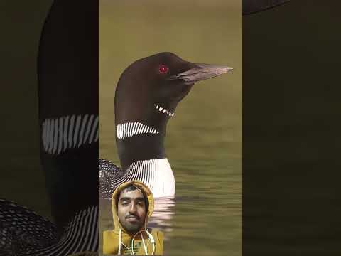 amazing commonloon bird's sound... #commonloon #wildlife #wildlifephotography