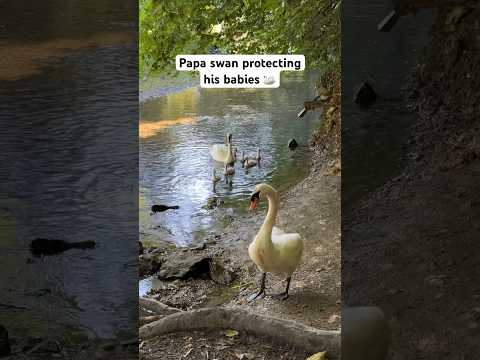 Boyfriend’s first time seeing cygnets! 🦢 #babyswans #swans #cygnets #nature #shorts