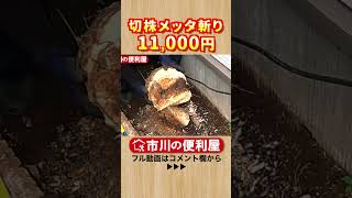 【庭木抜根】切り株メッタ斬り【千葉県市川市の便利屋(ショート)】作業料目安・お見積りは概要欄をご覧下さい！