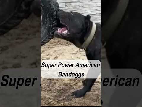 SUPER POWER || THE AMERICAN BANDOGGE