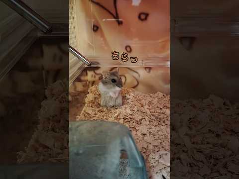 外が気になるハムスター（ピク）#ハムスター #hamsters #可愛い #癒し#気になる#ジャンガリアンハムスター#cute