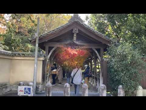 2023日本關西賞楓自由行第三集(伏見稻荷神社與東福寺)