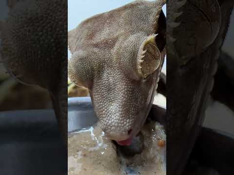 Crested Gecko | How to Feeding ASMR (TURN UP VOLUME)