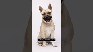 Adoptable Dog Before and After - Boo #dogphotography #petphotography #adoptdontshop