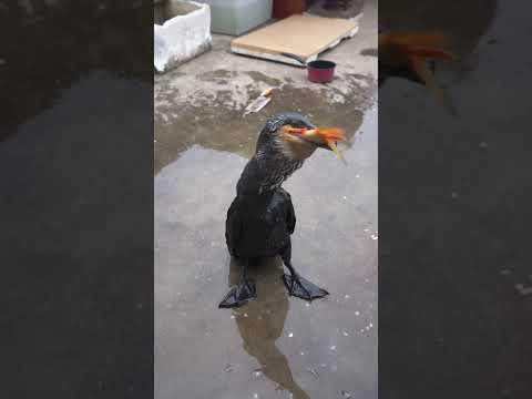 Cormorants love to eat carp