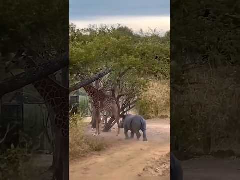 Zebra Vs Rhino #rhino