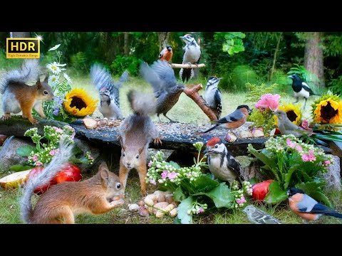 Cat TV 😸 Forest Friends & Flower Party for All 🐿️ Squirrels for Dogs & Birds for Cats or vice versa🤪