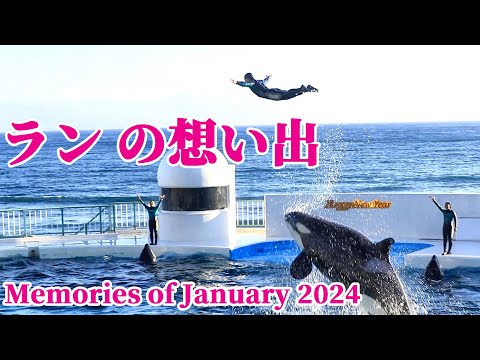 神戸須磨シーワールドで頑張るランの想い出!!January 2024 鴨川シーワールド シャチショー KamogawaSeaWorld  orca killerwhale