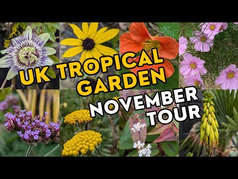 Lots of November colour in my UK tropical style garden