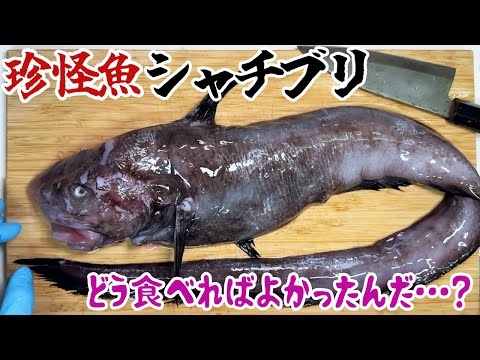 珍怪魚シャチブリ！どう食べればよかったんだ…？