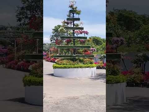 Sarangani Highlands Garden #shorts #youtubeshorts #travel