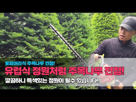 토피어리식 주목나무 전정! 유럽식 정원처럼 주목나무 전정.. 깔끔하니 특색있는 정원이 될수 있습니다!