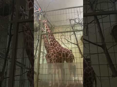 #GiraffeLove,#ZooDay#FrankfurtZoo#GiraffeWorld#MajesticGiraffes#GiraffeLoveForever#LongNeckStyle